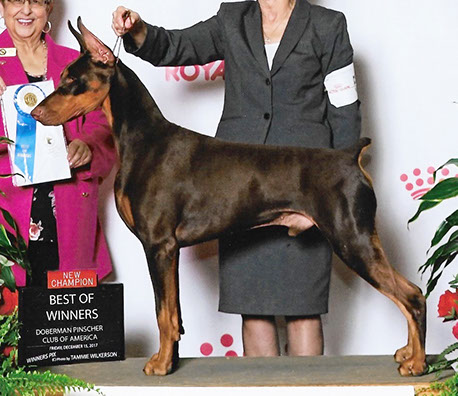 Kelview dobermans best sale